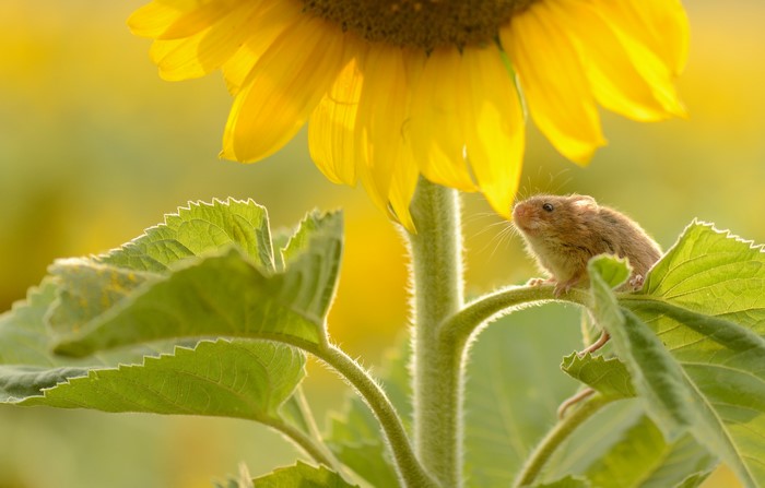 Mouse on a Sunflower Leaf