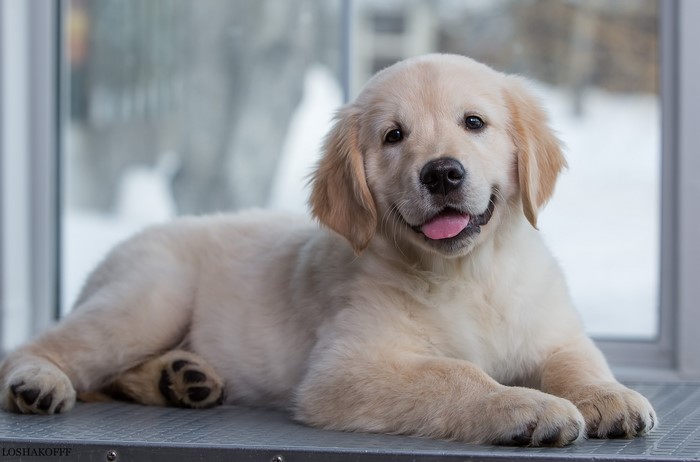 Golden Retriever puppy lying down