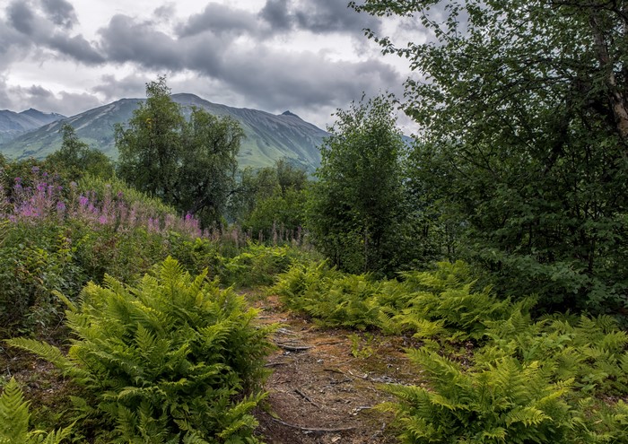 Chugach National Forest Alaska Mountains and Ferns