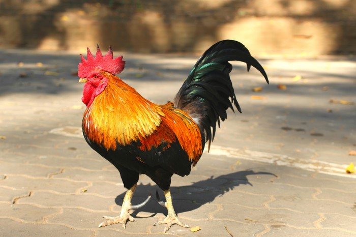 Rooster standing on a paved surface