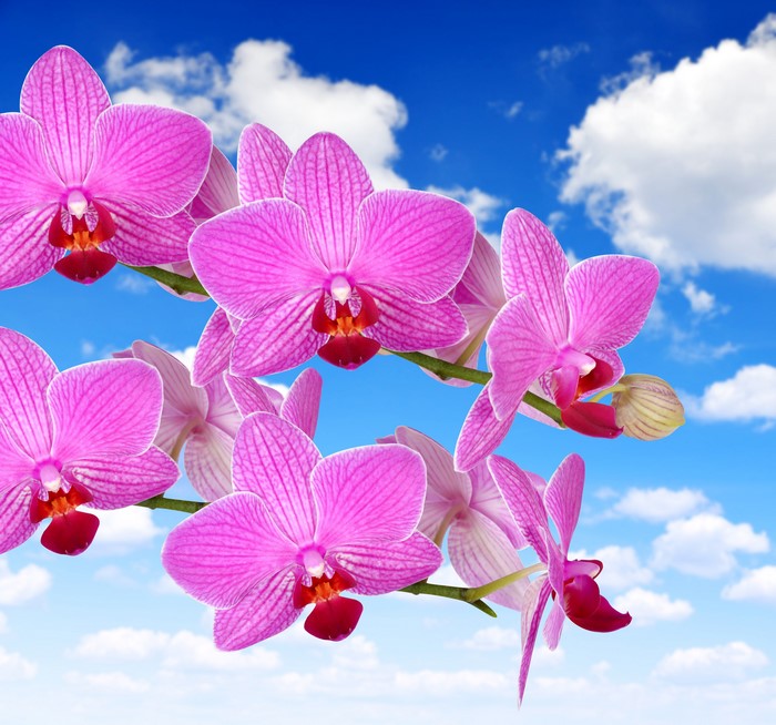 Pink orchids against a blue sky with clouds