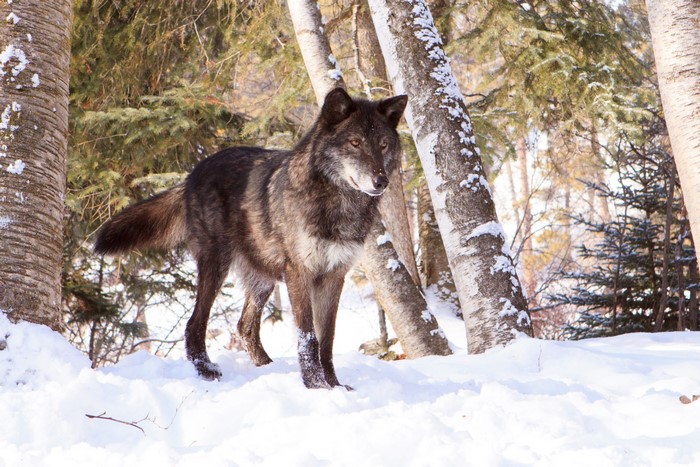 Wolf standing in a snowy forest