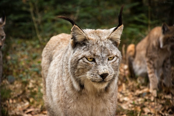 Lynx in forest