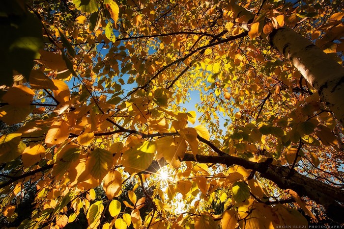 Autumn Birch Tree Foliage