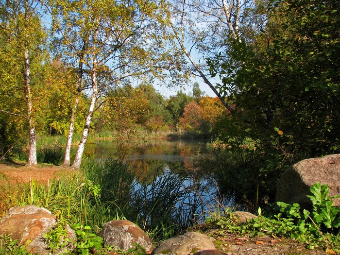 Autumn pond with birch trees and rocks in Podmoskovye, Russia