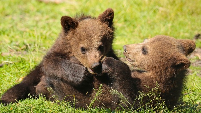 Two brown bear cubs playing in grass