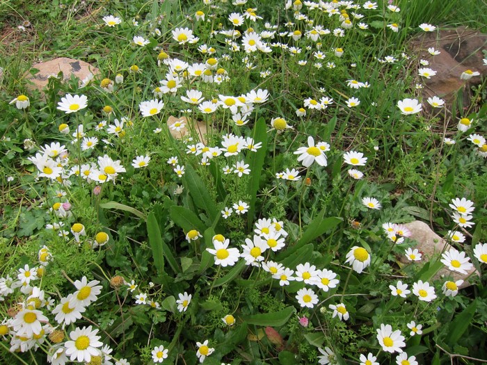 Field of White Camomile Flowers in Green Grass