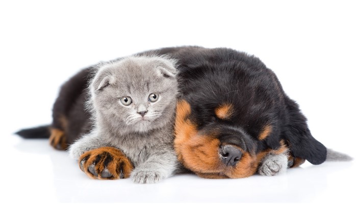 Rottweiler puppy and Scottish Fold kitten sleeping