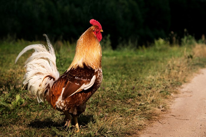 Rooster in a grassy field