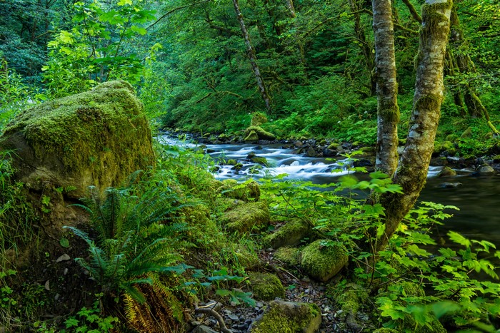 Mossy Forest Stream in Wahclella Falls, Oregon