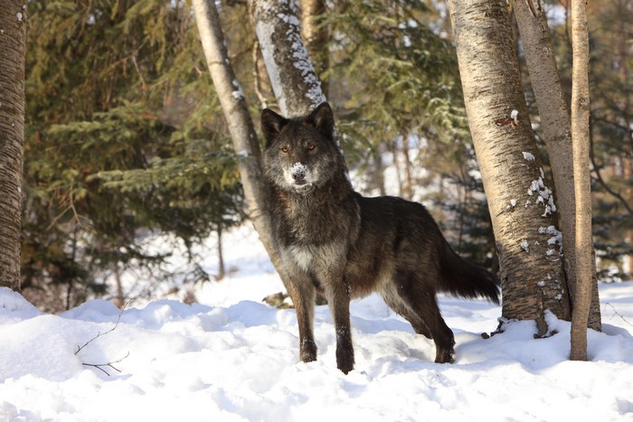 Wolf in a Snowy Forest