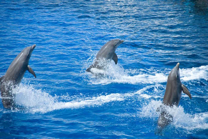 Three dolphins jumping out of blue water
