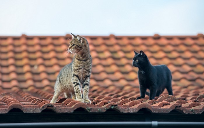 Two cats on a tiled roof