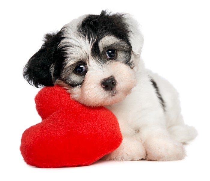 Adorable Puppy with Red Heart Plush 4K