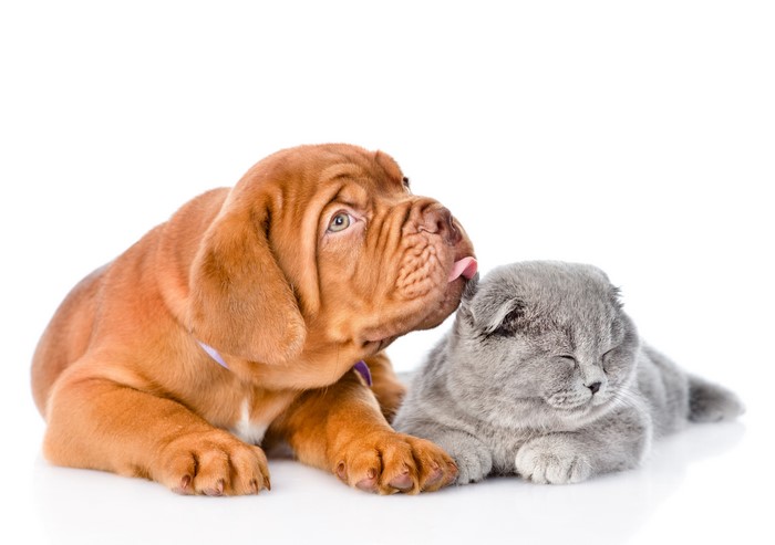Dogue de Bordeaux puppy licking a Scottish Fold kitten