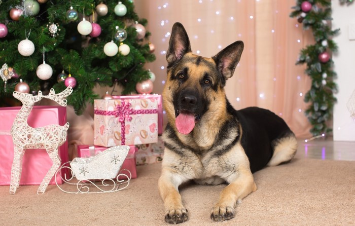German Shepherd dog by Christmas tree and gifts