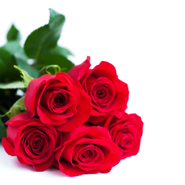 Red Roses on White Background