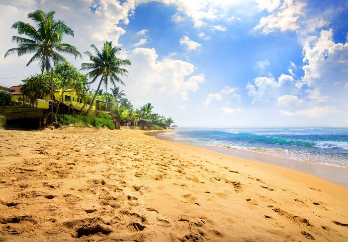 Tropical Beach with Palm Trees and Ocean