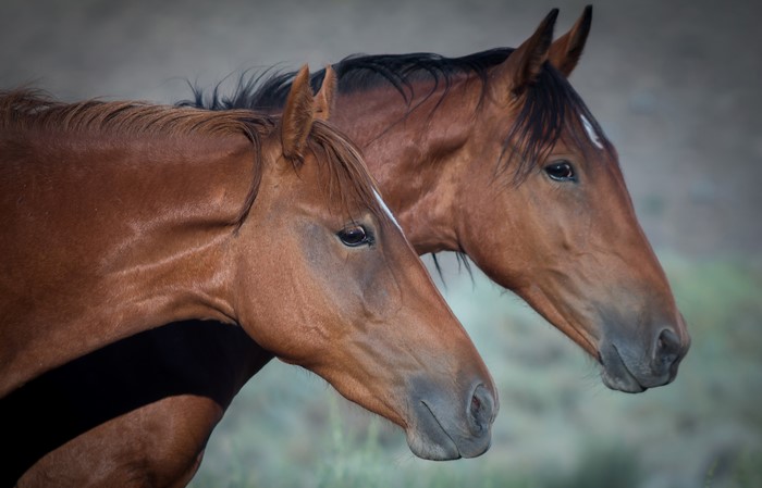 Two Horses Heads