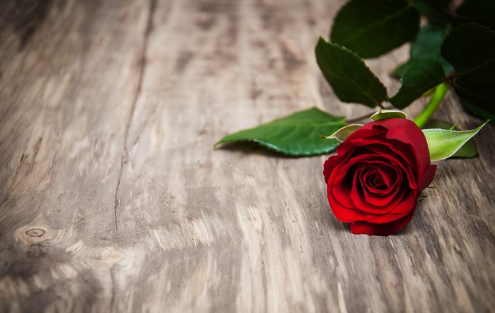 Red Rose on Wooden Surface