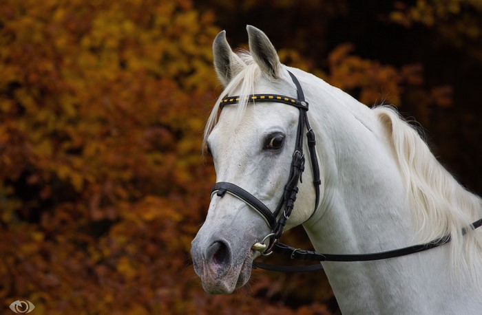 White horse with bridle in front of autumn trees