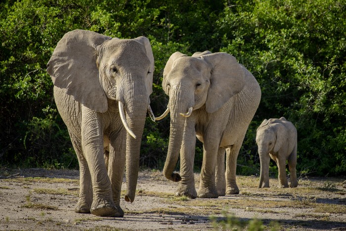 Three elephants walking in a savanna