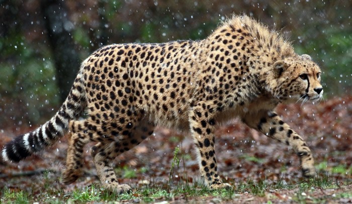 Cheetah walking in the snow