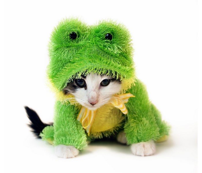 Kitten in a frog costume on a white background