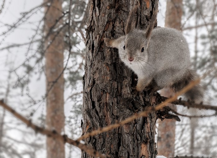 Squirrel on a tree trunk in a forest