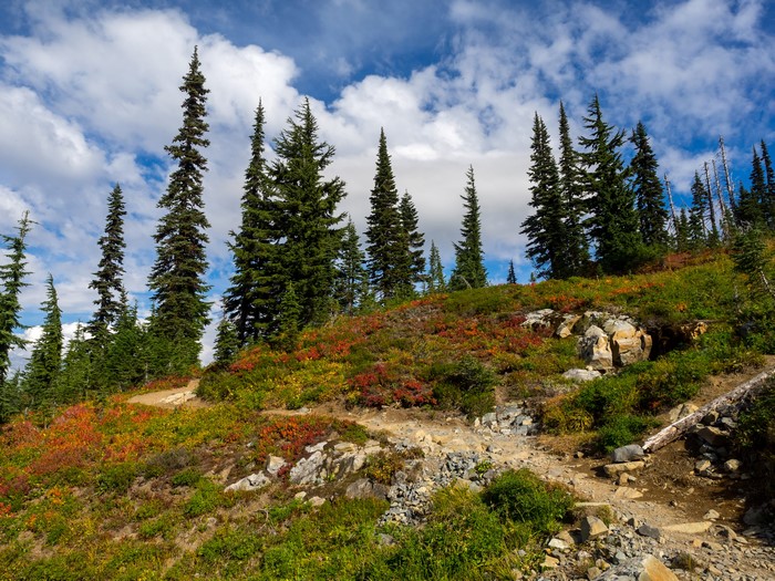 Mountain slope with evergreen trees and autumn foliage