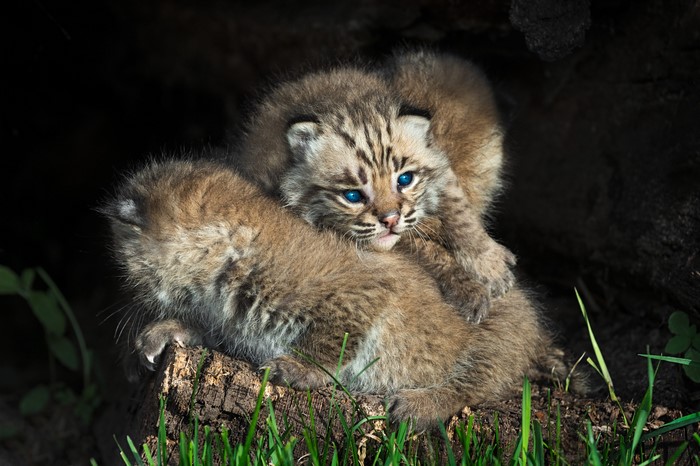 Two Bobcat Cubs with Blue Eyes