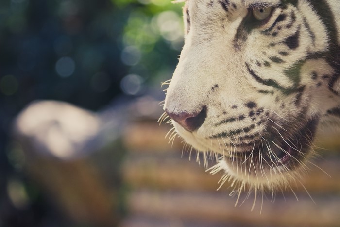 White Tiger Closeup Snout and Whiskers