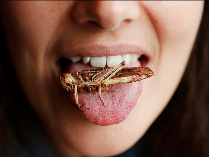 Grasshopper on a person's tongue