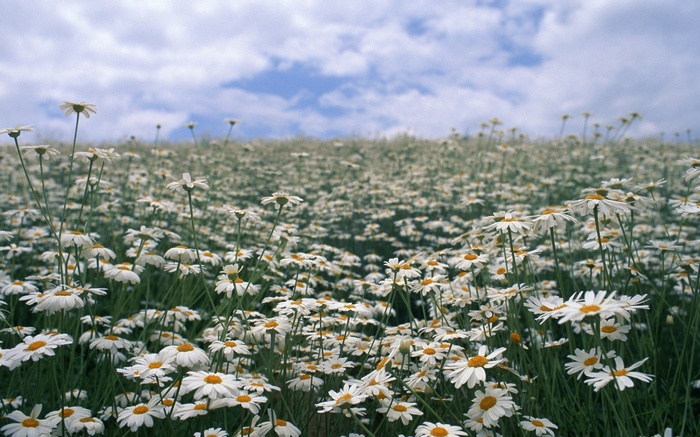 Field of daisies under a cloudy sky