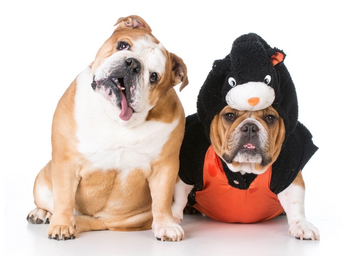 Two Bulldogs, One in a Cat Costume