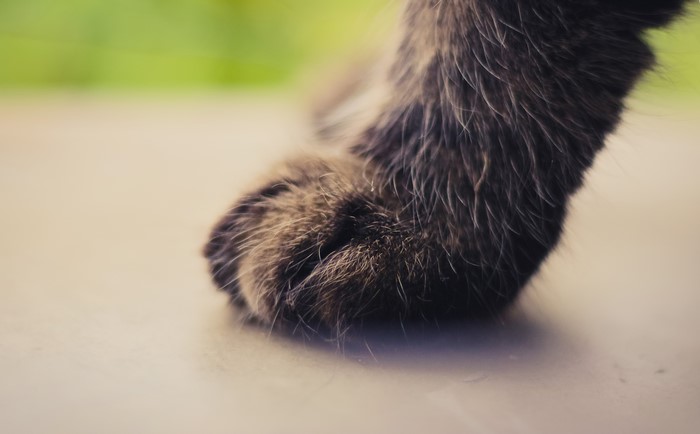 Close-up of a cat's paw