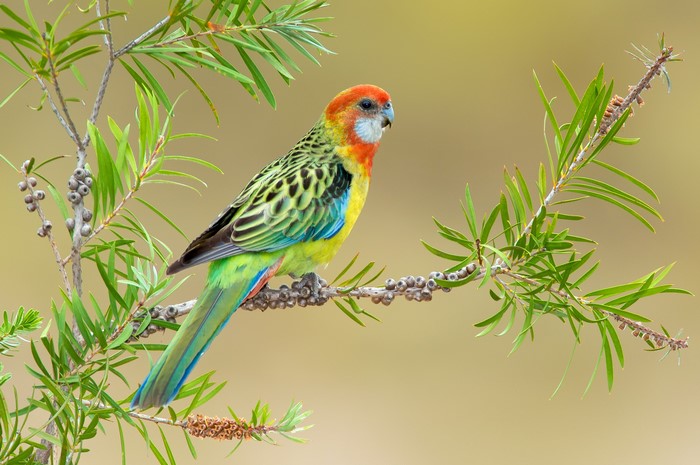 Eastern Rosella Parrot on a Branch