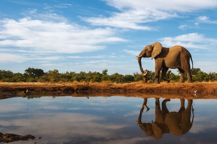 Elephant by a watering hole with reflection