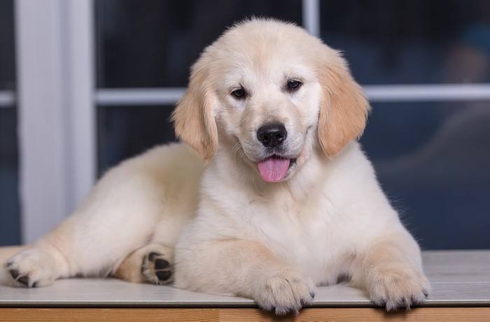 Golden Retriever Puppy Lying Down