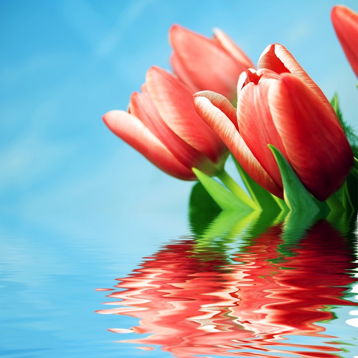 Red Tulips Reflected in Water