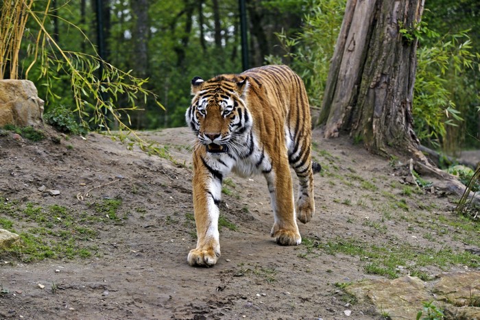 Siberian Tiger walking in a forest
