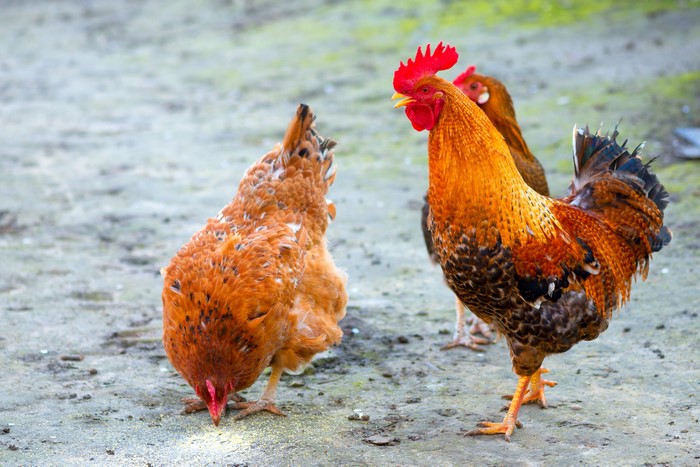 Rooster and Chickens in a Yard