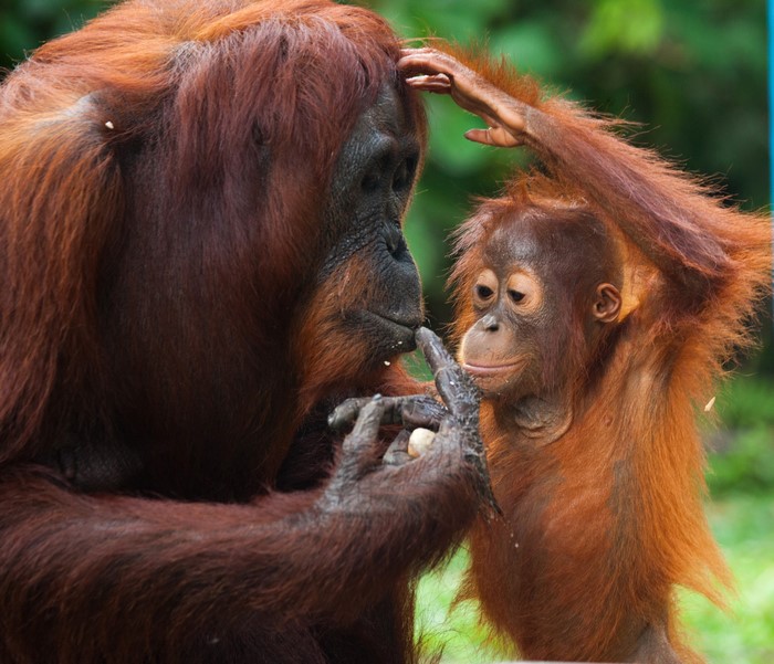 Mother and baby orangutan interacting