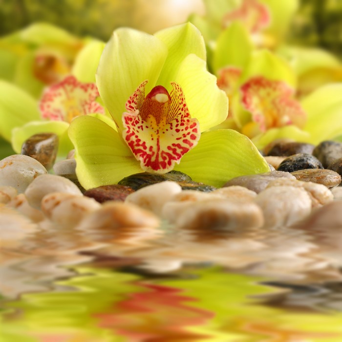 Orchid and stones reflection