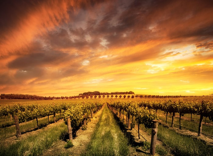Vineyard at sunset in Barossa Valley, Australia
