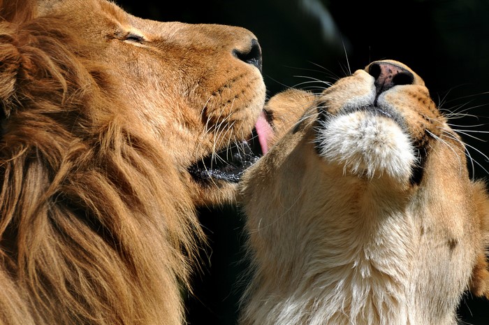 4K Lions Showing Affection