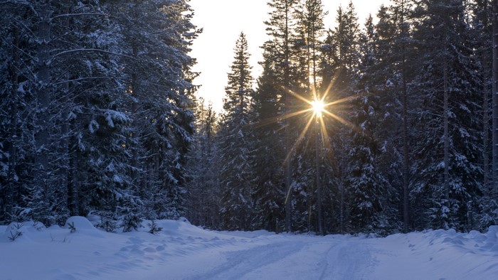 Sunbeams through snow-covered trees in a winter forest