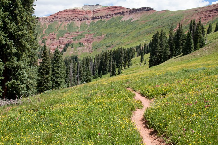 Mountain Trail Through Wildflowers in Colorado