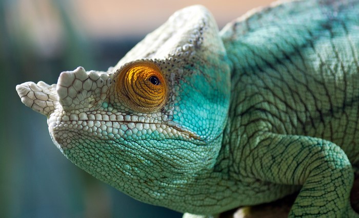 Closeup of a Chameleon's Head