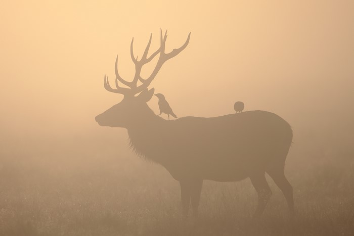 Deer with birds in foggy sunrise silhouette